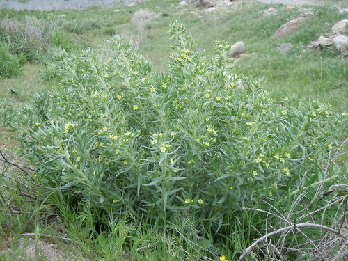 Lithospermum ruderale (Western Gromwell) — photo