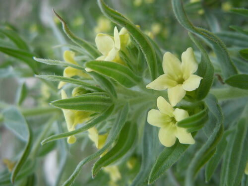 Lithospermum ruderale (Western Gromwell) — photo