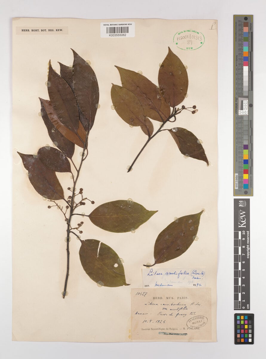 Litsea cambodiana var. acutifolia — photo
