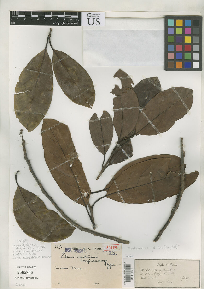 Litsea cambodiana var. acutifolia — photo
