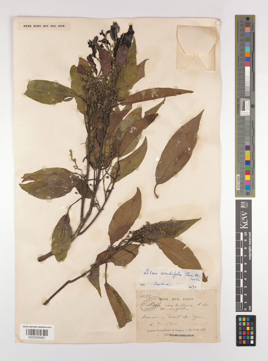 Litsea cambodiana var. acutifolia