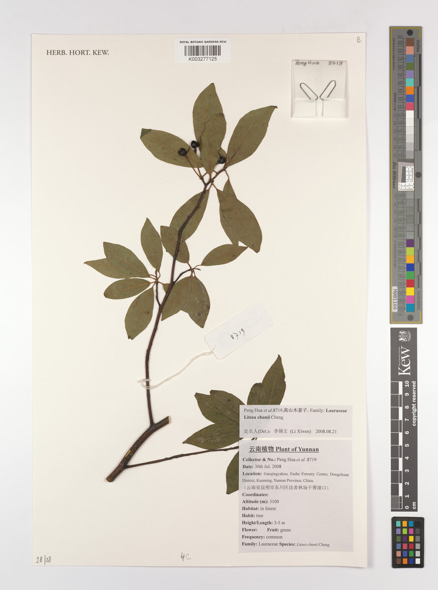 Litsea chunii — photo