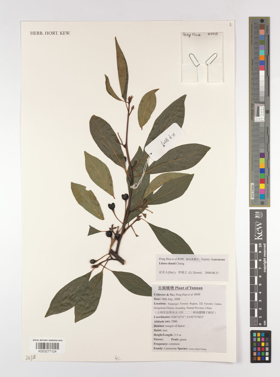 Litsea chunii — photo