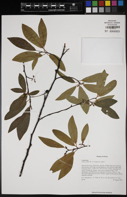 Litsea chunii