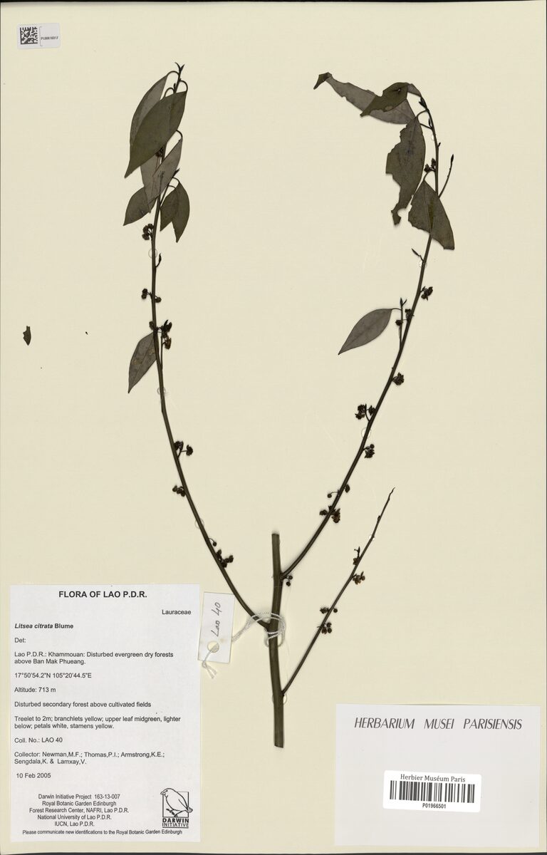 Litsea citrata — photo