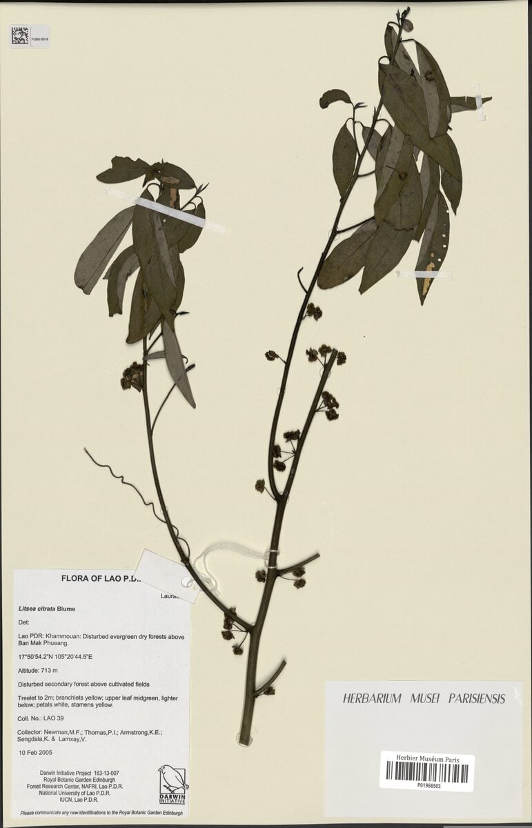Litsea citrata