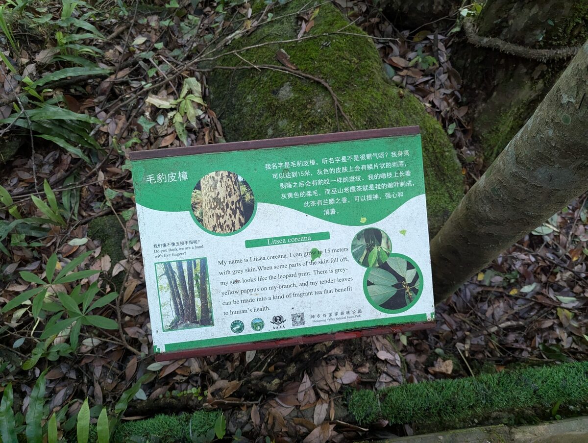 Litsea coreana var. lanuginosa (Shimean eagle tea) — photo