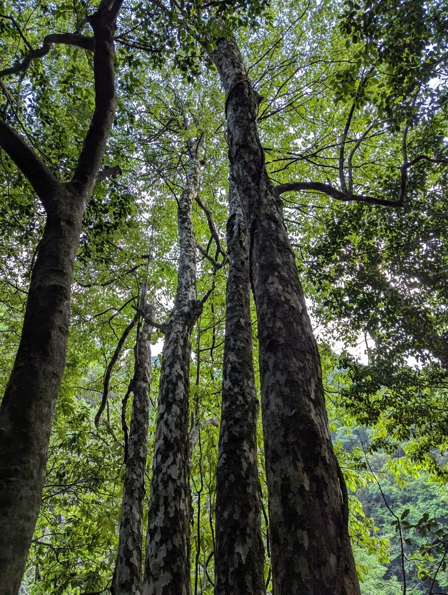 Litsea coreana var. lanuginosa (Shimean eagle tea) — photo