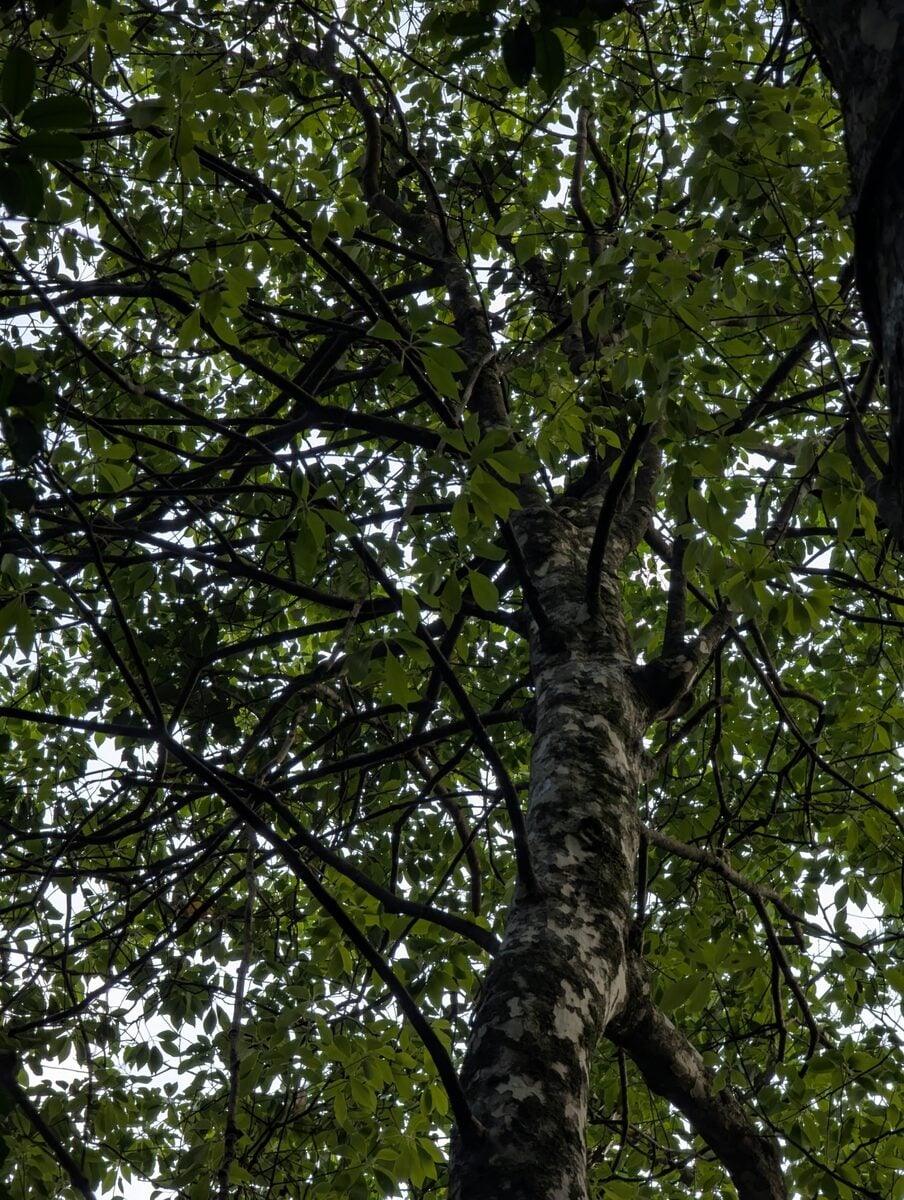 Litsea coreana var. lanuginosa