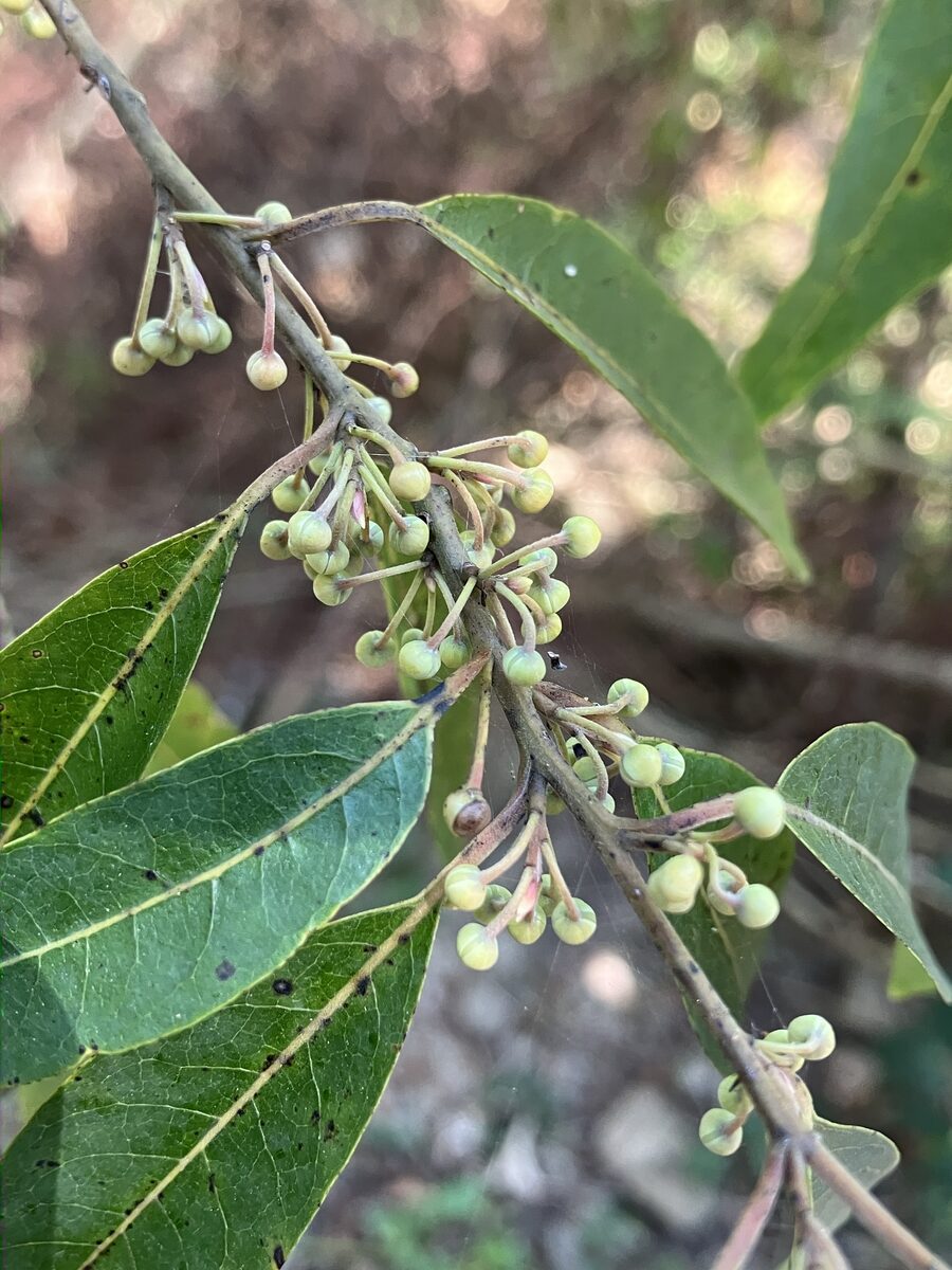 Litsea cubeba - (Lour.)Pers.