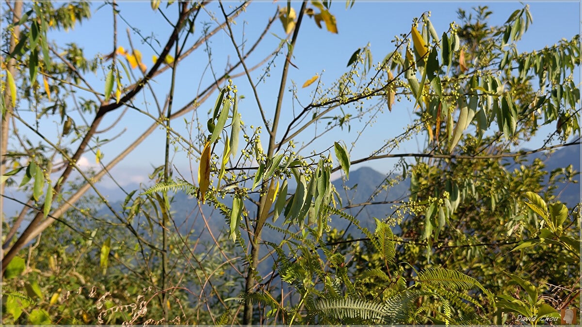 Litsea cubeba - (Lour.)Pers. (Mountain Pepper) — photo