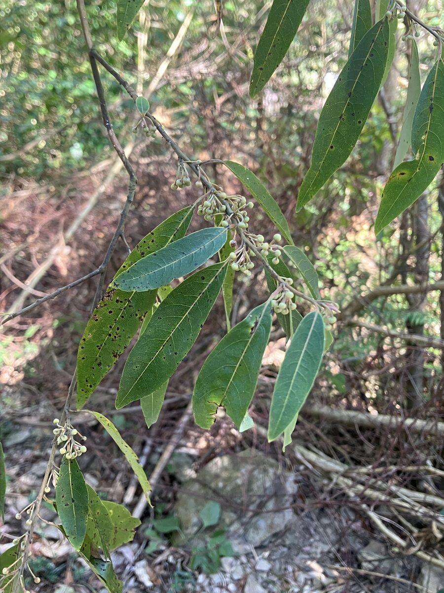 Litsea cubeba - (Lour.)Pers. (Mountain Pepper) — photo