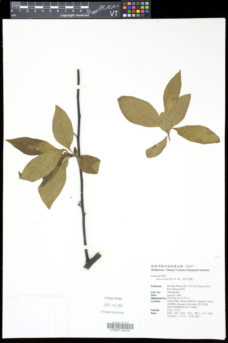 Litsea euosma (Qing xiang mu jiang zi) — photo