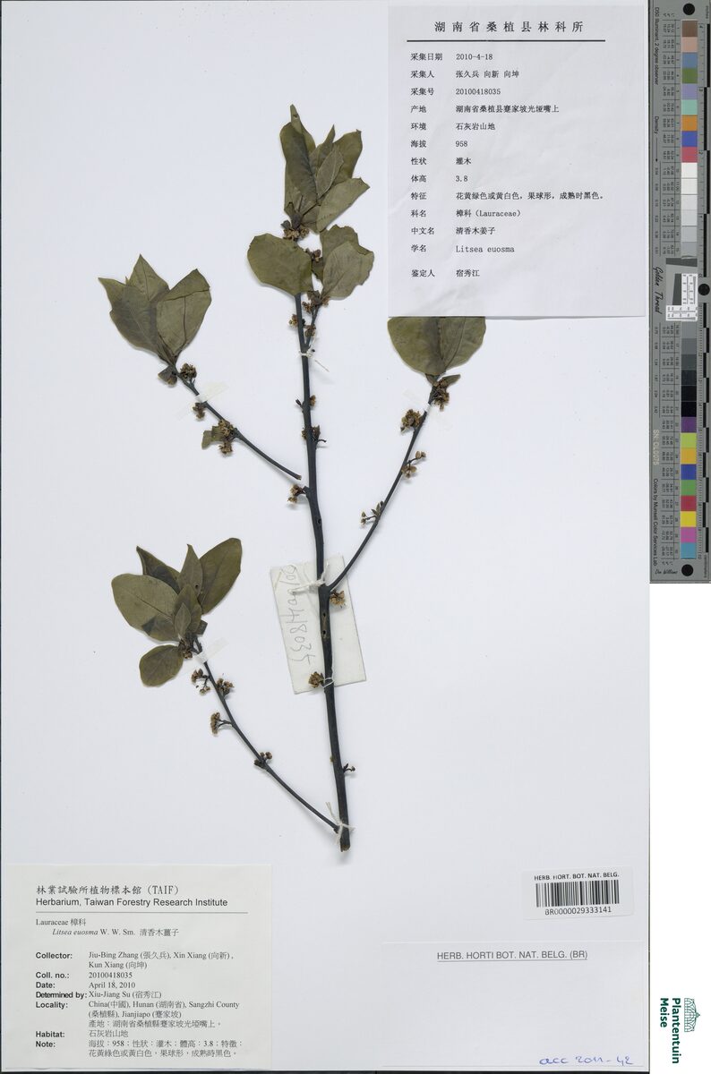 Litsea euosma (Qing xiang mu jiang zi) — photo