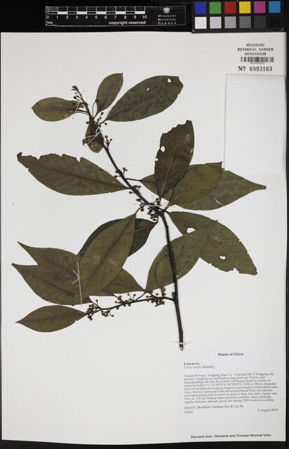 Litsea euosma