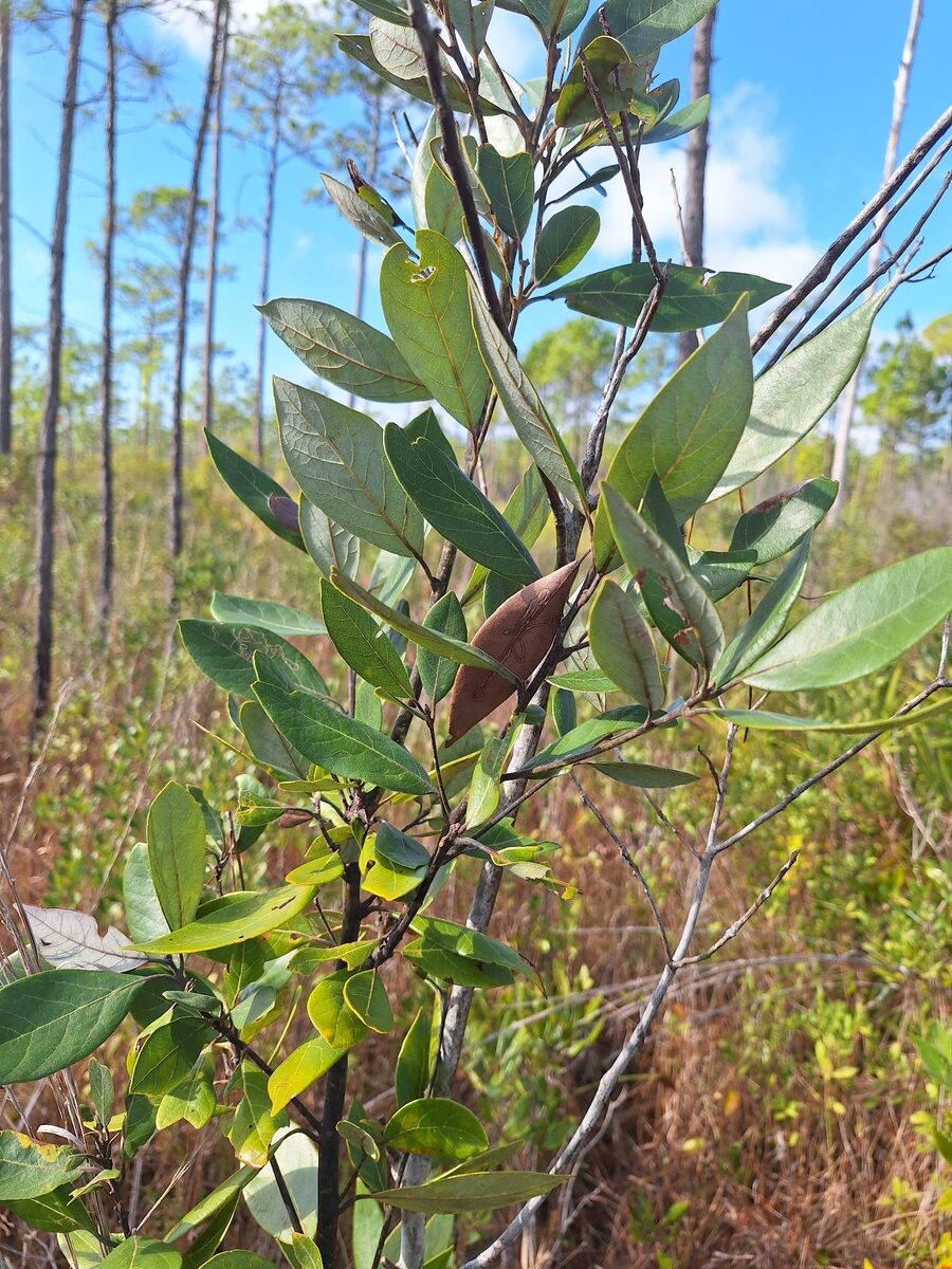Litsea neesiana