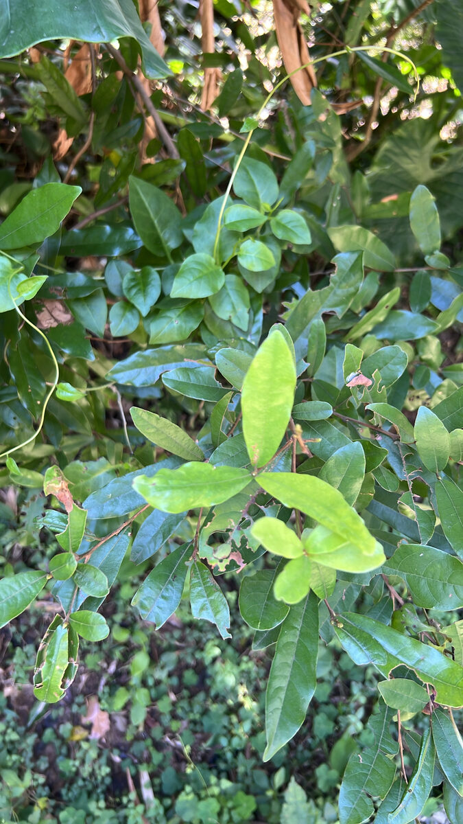 Litsea oblonga — photo