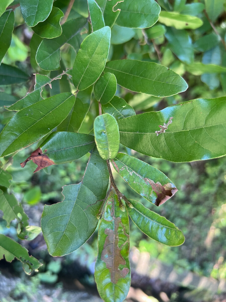 Litsea oblonga