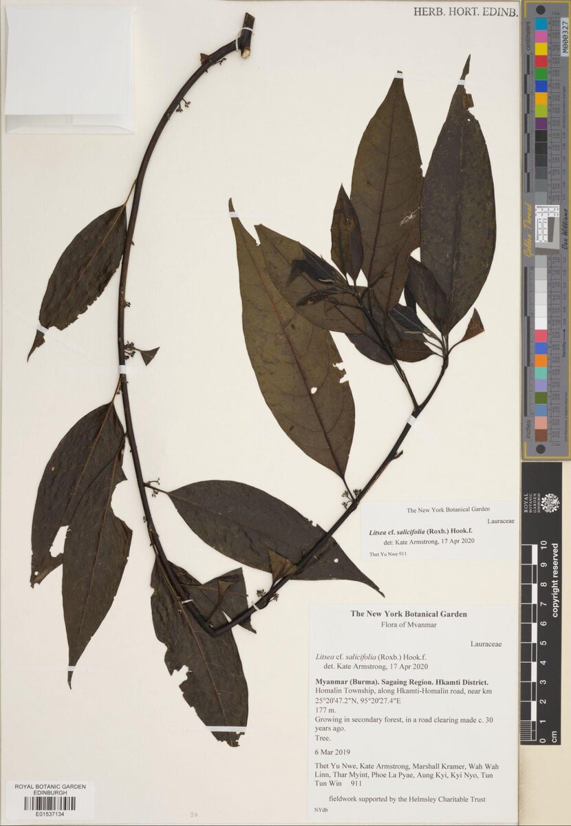 Litsea salicifolia — photo