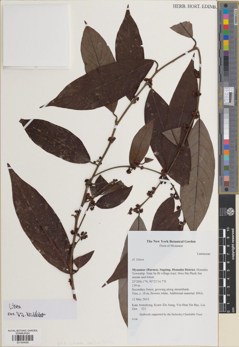Litsea salicifolia — photo