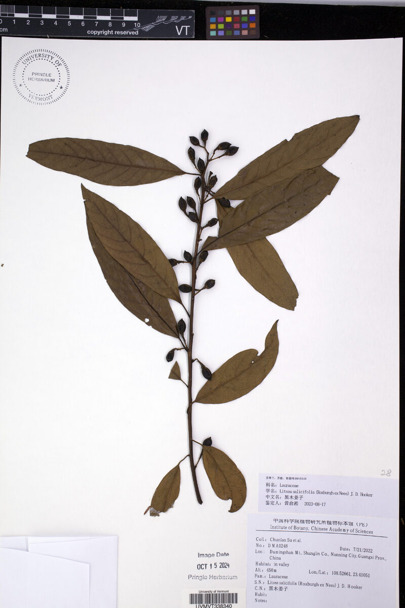 Litsea salicifolia