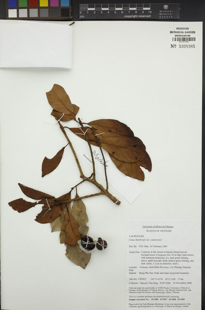 Litsea thunbergii