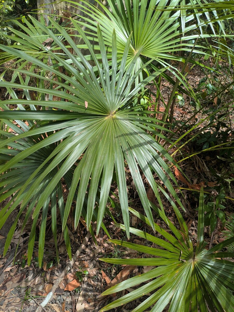 Livistona australis - (R.Br.)C.Mart. (Cabbage Palm) — photo