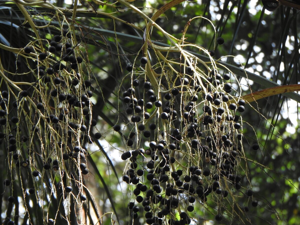 Livistona australis - (R.Br.)C.Mart. (Cabbage Palm) — photo