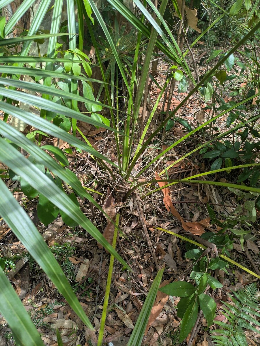 Livistona australis - (R.Br.)C.Mart.