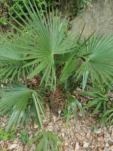 Livistona chinensis (Chinese fan palm) — photo