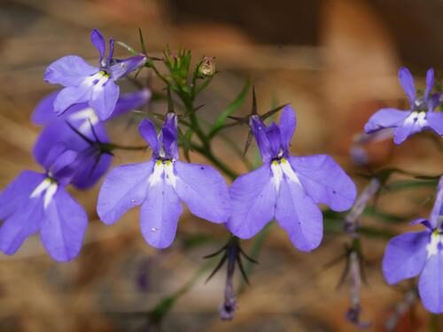 Lobelia flaccida (Wild lobelia) — photo