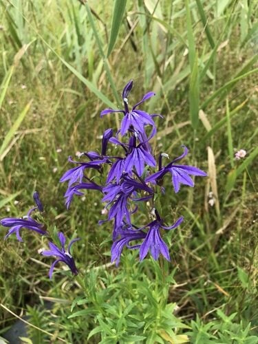 Lobelia sessilifolia