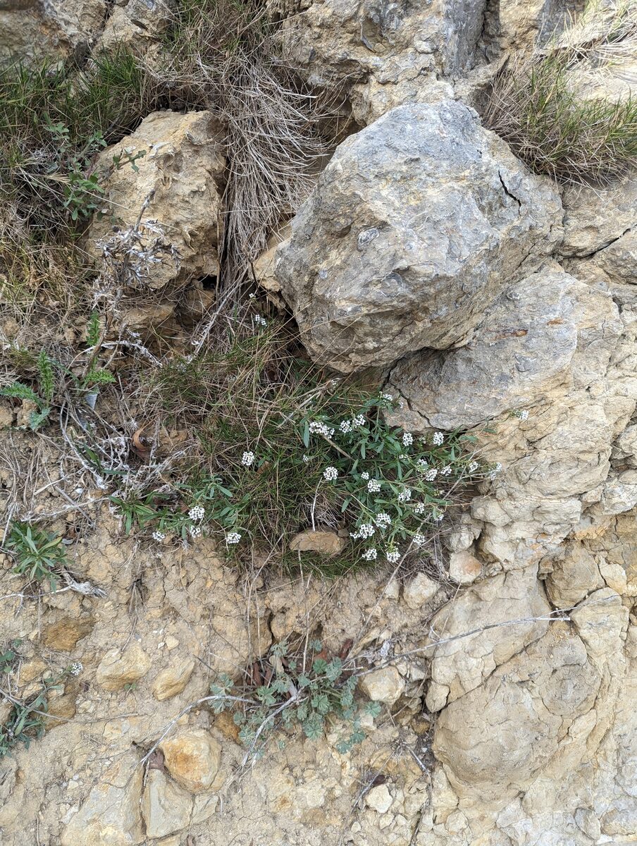 Lobularia maritima - (L.)Desv. (Sweet Alyssum) — photo