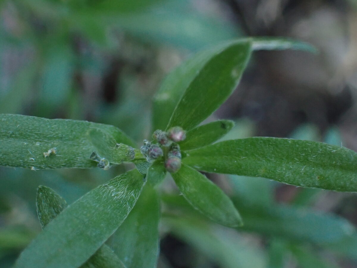 Lobularia maritima - (L.)Desv. (Sweet Alyssum) — photo