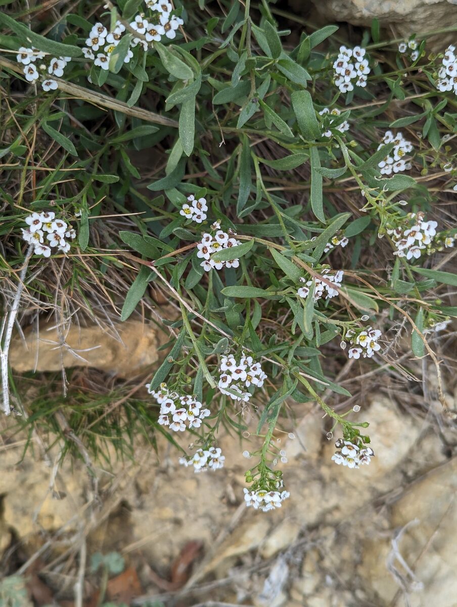 Lobularia maritima - (L.)Desv.