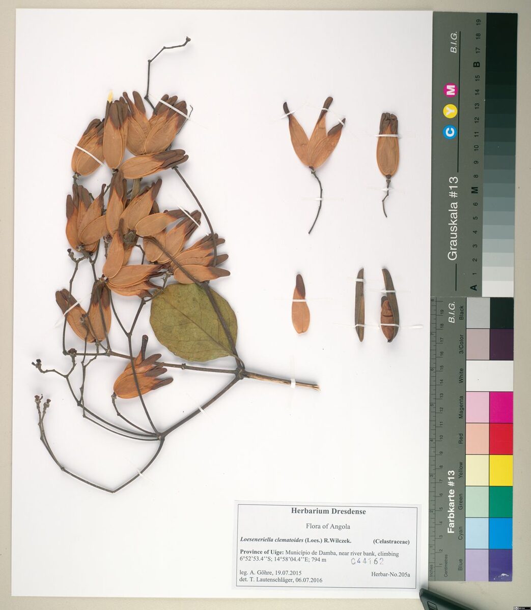 Loeseneriella clematoides — photo