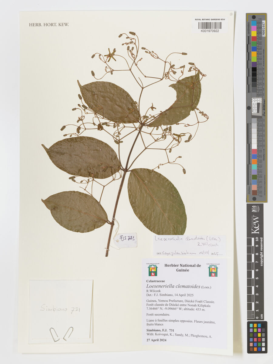 Loeseneriella clematoides