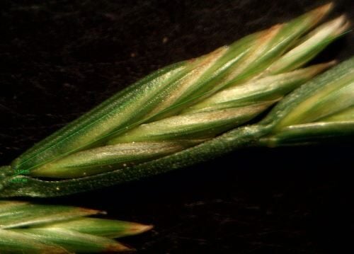 Lolium perenne