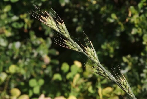 Lolium temulentum