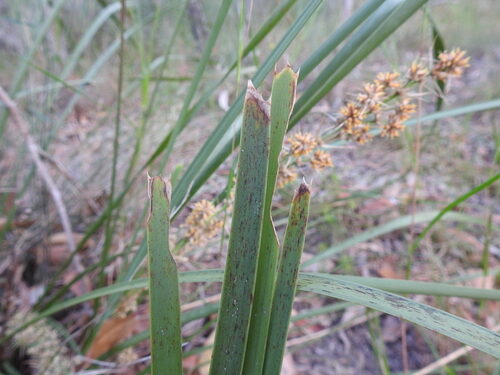 Lomandra longifolia (Longleaf Mat-Rush) — photo