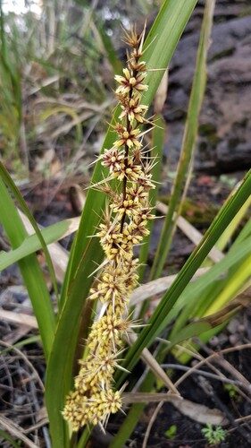 Lomandra longifolia (Longleaf Mat-Rush) — photo