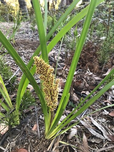 Lomandraceae