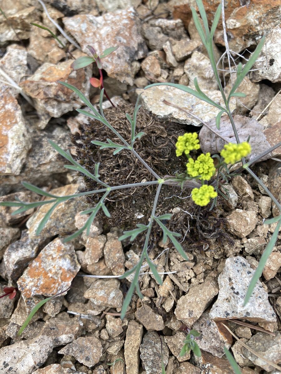 Lomatium ambiguum - (Nutt.)Coult.&Rose. (Biscuitroot) — photo