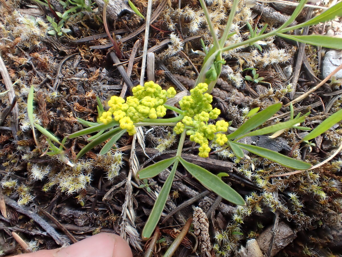 Lomatium ambiguum - (Nutt.)Coult.&Rose. (Biscuitroot) — photo