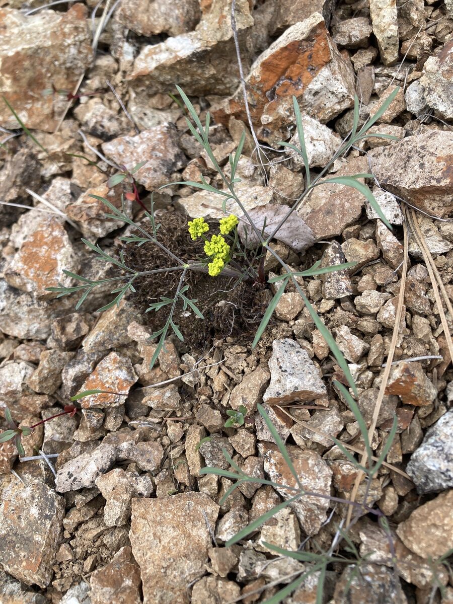 Lomatium ambiguum - (Nutt.)Coult.&Rose.