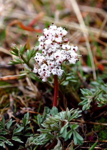 Lomatium canbyi (Biscuitroot) — photo