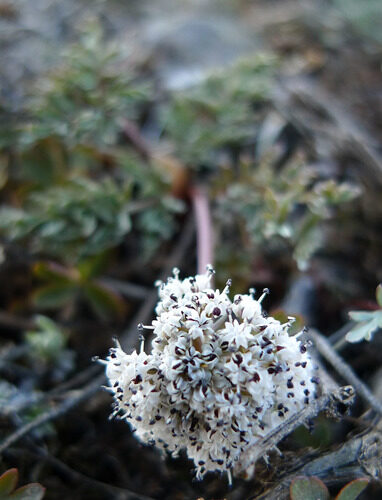 Lomatium canbyi (Biscuitroot) — photo