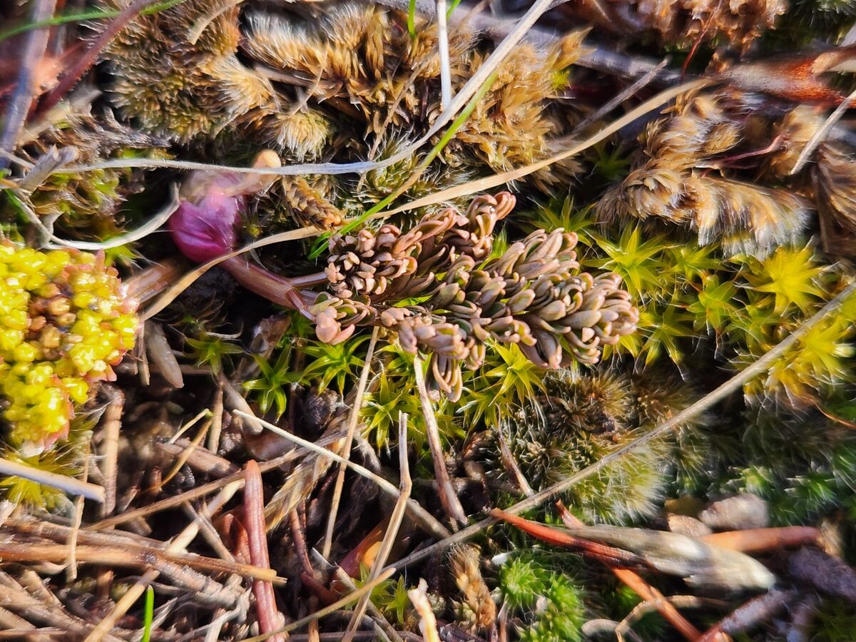 Lomatium cous - (Watson.)Coult.&Rose. (Biscuitroot) — photo