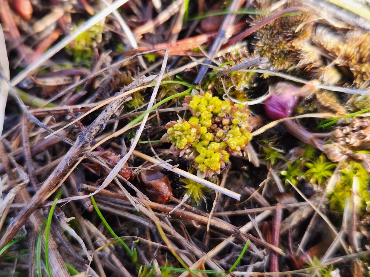 Lomatium cous - (Watson.)Coult.&Rose. (Biscuitroot) — photo