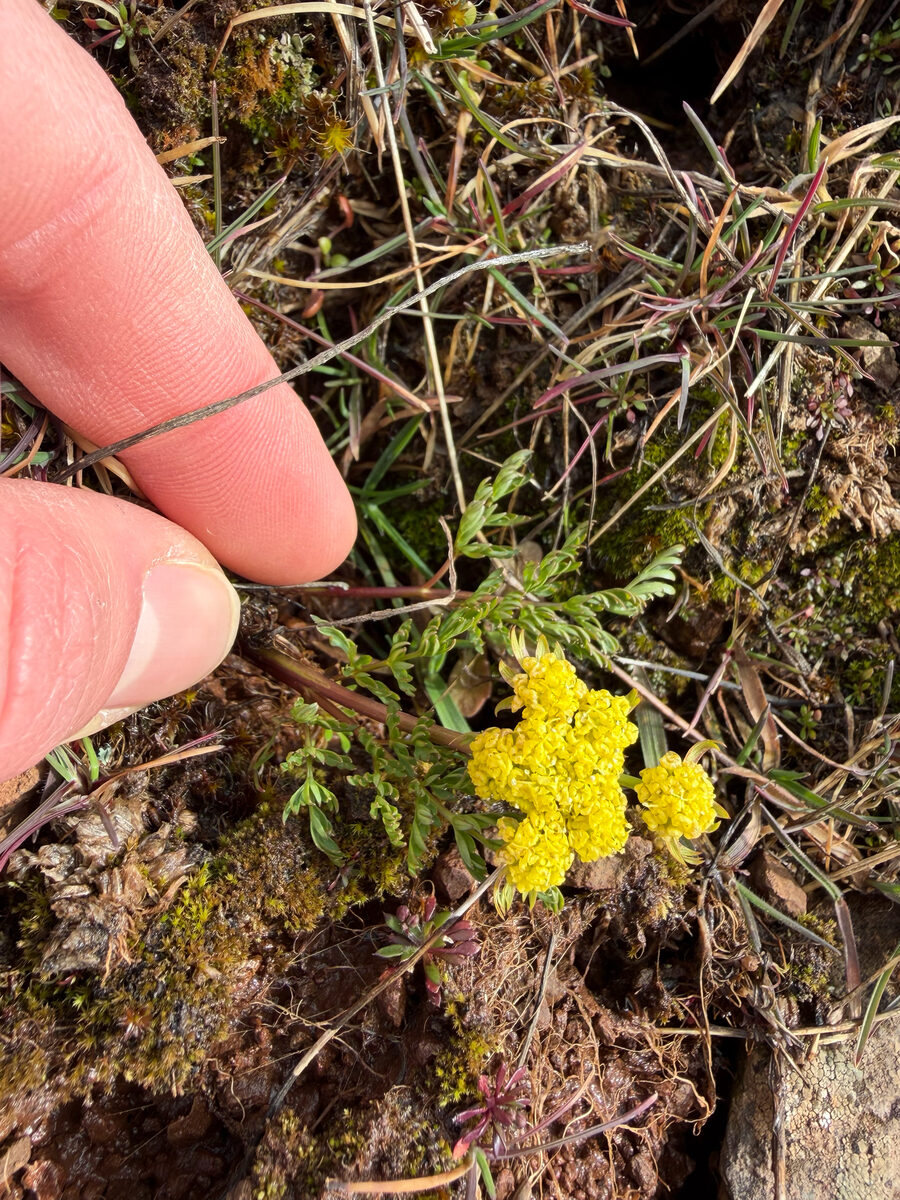 Lomatium cous - (Watson.)Coult.&Rose.